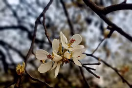 Đến Y Tý, đắm mình trong sắc trắng tinh khôi của hoa sơn tra