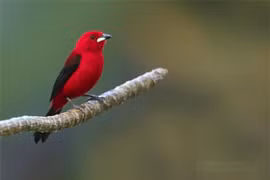 Vẻ đẹp kỳ diệu của các loài chim trong các khu rừng ở Brazil