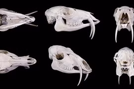 Bất ngờ công dụng cặp răng nanh của hươu ma cà rồng 