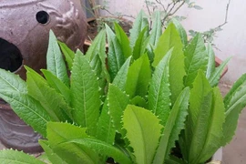 6 lợi ích không ngờ của rau diếp thơm