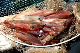 Độc đáo chợ đêm ở Cửa Lò chỉ bán... 1 mặt hàng