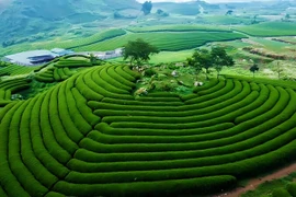 Mộc Châu với kỳ vọng trở thành điểm đến du lịch năng động