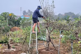 9X tiết lộ bí quyết chăm đào phai ra hoa đẹp mê mẩn