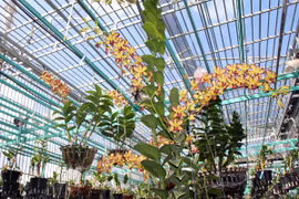 Khởi nghiệp từ đam mê hoa lan, anh nông dân thu nhập hàng chục triệu