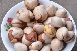 Hạt mít - "thần dược" chữa ung thư đang bị nhiều người vứt bỏ