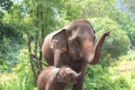 Nguyên nhân dẫn đến mối xung đột giữa con người và voi châu Á