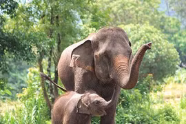 Nguyên nhân dẫn đến mối xung đột giữa con người và voi châu Á