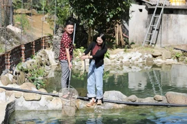 Mô hình nuôi cá tầm kết hợp du lịch cộng đồng ở Yên Lập