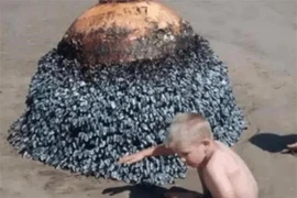 Cậu bé tìm thấy "hòn đá kỳ lạ" trên bãi biển, chuyên gia giật mình