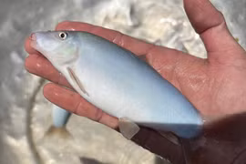 Cá heo nước ngọt- đặc sản miền Tây rớt giá, chỉ từ 300.000 đồng/kg