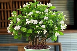 Chăm làm 3 việc này để hoa nhài nở cả trăm bông