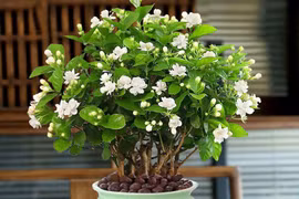 Chăm làm 3 việc này để hoa nhài nở cả trăm bông