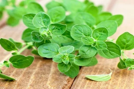 Loại cây gia vị lạ, giá 1,2 triệu/kg