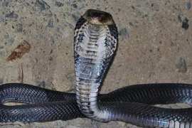 Nuôi 800 con rắn hổ mang, ông nông dân Thái Nguyên rủng rỉnh tiền