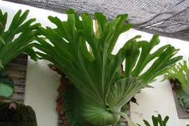 Cây cảnh trồng trong nhà, lá càng to, lộc càng vượng