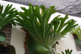 Cây cảnh trồng trong nhà, lá càng to, lộc càng vượng