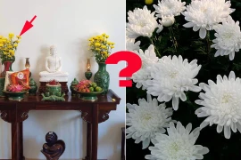 Cúng mùng 1, ngày Rằm vì sao chỉ dùng hoa cúc vàng?