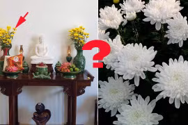 Cúng mùng 1, ngày Rằm vì sao chỉ dùng hoa cúc vàng?