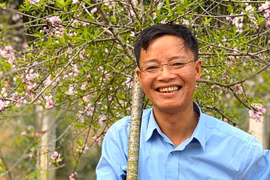 Làng trồng đào phai ở Yên Thành nhộn nhịp người bán người mua