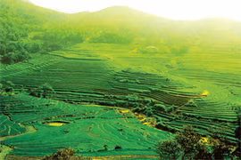 Khám phá thảo nguyên xanh Miền Đồi - Nàng thơ của xứ Mường