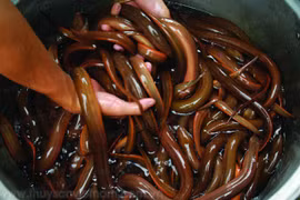 Nuôi lươn không bùn trong bể xi măng, nông dân Bình Định lãi lớn