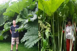 Vùng đất đặc biệt tại Nga, cây cối phát triển đột biến