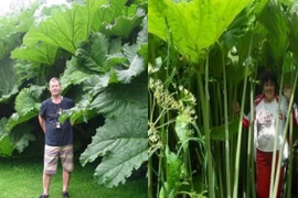 Vùng đất đặc biệt tại Nga, cây cối phát triển đột biến