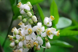 Hoa bưởi được giá, nhiều chủ vườn bỏ túi tiền triệu mỗi ngày