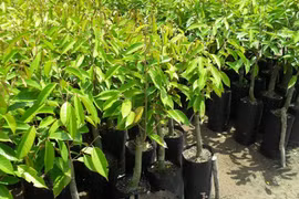 Cây giống sầu riêng mua bán sôi động, giá đang tăng ở Cần Thơ