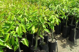 Cây giống sầu riêng mua bán sôi động, giá đang tăng ở Cần Thơ