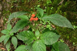 Rau tàu bay- loài rau dại được ví như nhân sâm của người nghèo