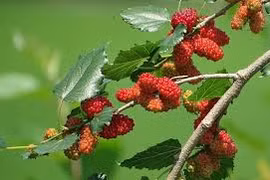 5 loại cây tuyệt đối không trồng vào dương trạch kẻo gặp tai họa