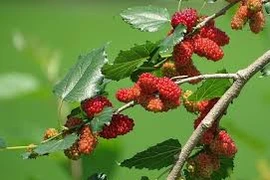 5 loại cây tuyệt đối không trồng vào dương trạch kẻo gặp tai họa