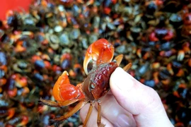 Nông dân Ninh Bình dưỡng đất, cải tạo môi trường để thu "lộc trời"