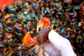 Nông dân Ninh Bình dưỡng đất, cải tạo môi trường để thu "lộc trời"