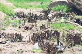 Bướm bay rợp trời tại Công viên Quốc gia Tháp Lân Thái Lan