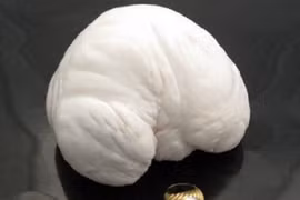 Thả neo vướng vào tảng đá, vô tình tìm được "báu vật" nghìn tỷ 