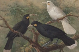 Bí ẩn loài chim có chiếc lông được bán với giá hơn 700 triệu