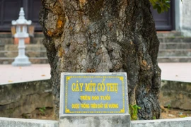 Tận mục cây mít cổ thụ hơn 500 năm có hình thù kỳ quái