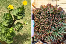 Đầu năm trồng 7 cây này, gia đình cả năm phát tài thịnh vượng