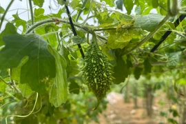 Trồng dược liệu, chàng kỹ sư người Tày giúp bà con thu nhập ổn định