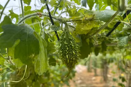 Trồng dược liệu, chàng kỹ sư người Tày giúp bà con thu nhập ổn định