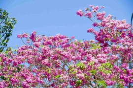 Hoa kèn hồng ở Sóc Trăng nở sớm, nhuộm hồng cả con đường