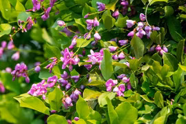 Mê đắm mùa hoa thàn mát tím trên bán đảo Sơn Trà