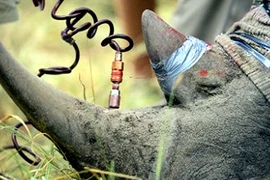 Tiêm thuốc độc vào sừng bảo vệ tê giác