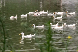 Lý giải khoa học vì sao loài vịt biết bơi?