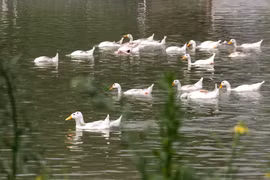 Lý giải khoa học vì sao loài vịt biết bơi?