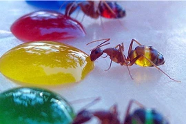 Khám phá thú vị về khẩu vị của côn trùng