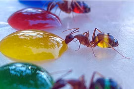 Khám phá thú vị về khẩu vị của côn trùng