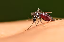 Sự thật ít biết về nhiệt độ sống lý tưởng của muỗi